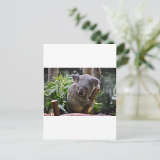 Koala Postkarte (Stehend Vorderseite)