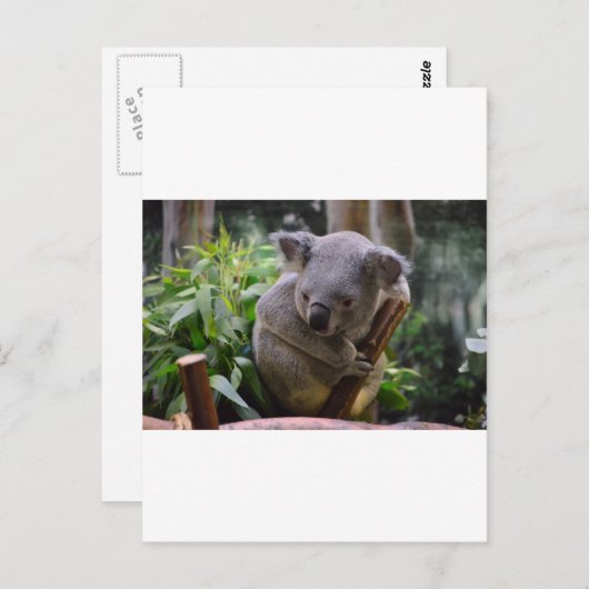 Koala Postkarte (Vorne/Hinten)