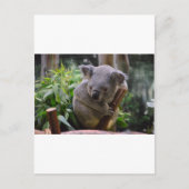 Koala Postkarte (Vorderseite)
