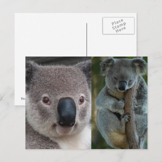 Koala Postkarte (Vorne/Hinten)