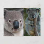 Koala Postkarte (Vorderseite)