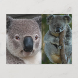 Koala Postkarte