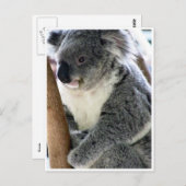 Koala Postkarte (Vorne/Hinten)