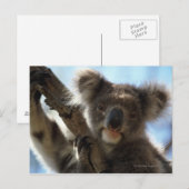 Koala Postkarte (Vorne/Hinten)
