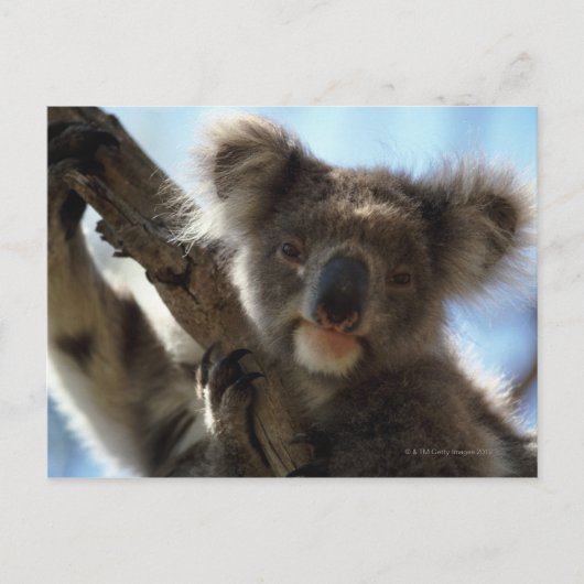 Koala Postkarte (Vorderseite)