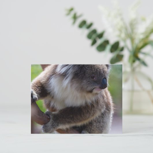 Koala Postkarte (Stehend Vorderseite)