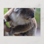 Koala Postkarte (Vorderseite)