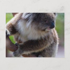 Koala Postkarte