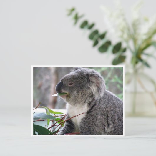 Koala Postkarte (Stehend Vorderseite)