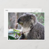 Koala Postkarte (Vorne/Hinten)