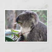 Koala Postkarte (Vorderseite)