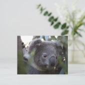 Koala Postkarte (Stehend Vorderseite)