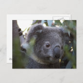 Koala Postkarte (Vorne/Hinten)