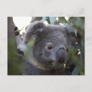 Koala Postkarte