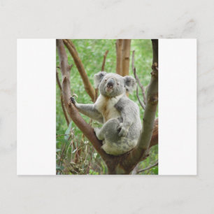 Koala Postkarte