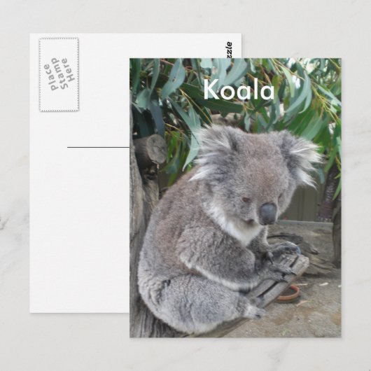 Koala Postkarte (Vorne/Hinten)