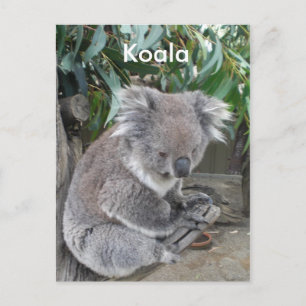 Koala Postkarte