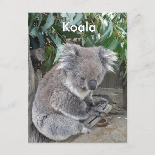 Koala Postkarte (Vorderseite)