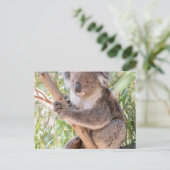 Koala Postkarte (Stehend Vorderseite)
