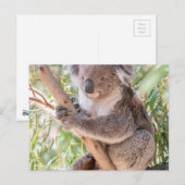 Koala Postkarte (Vorne/Hinten)