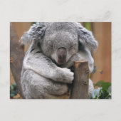 Koala Postkarte (Vorderseite)
