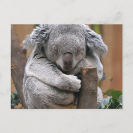 Koala Postkarte