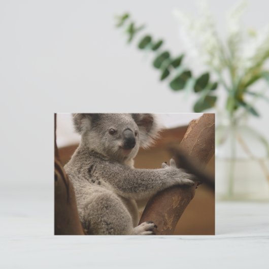 Koala Postkarte (Stehend Vorderseite)