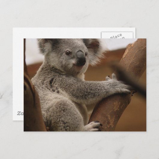 Koala Postkarte (Vorne/Hinten)