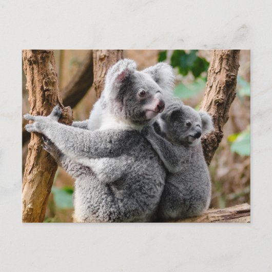Koala Postkarte (Vorderseite)