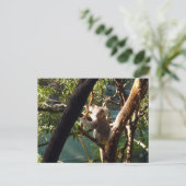 Koala Postkarte (Stehend Vorderseite)