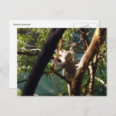 Koala Postkarte (Vorne/Hinten)