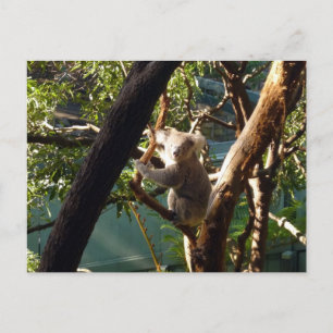 Koala Postkarte