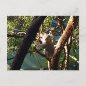 Koala Postkarte (Vorderseite)