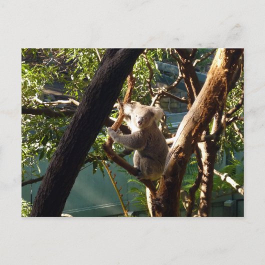 Koala Postkarte (Vorderseite)