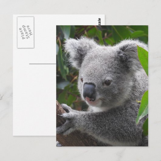 Koala Postkarte (Vorne/Hinten)