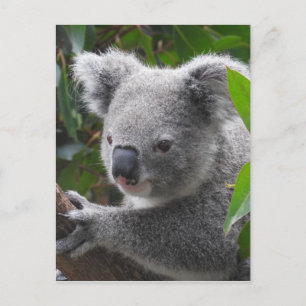Koala Postkarte