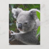 Koala Postkarte (Vorderseite)