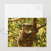 Koala Postkarte (Vorne/Hinten)