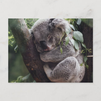 Koala Postkarte