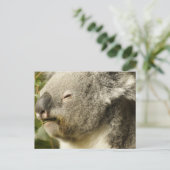 Koala Postkarte (Stehend Vorderseite)