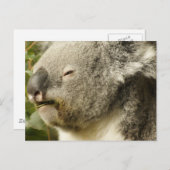 Koala Postkarte (Vorne/Hinten)
