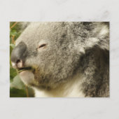Koala Postkarte (Vorderseite)