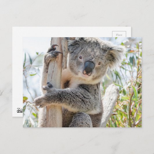 Koala Postkarte (Vorne/Hinten)
