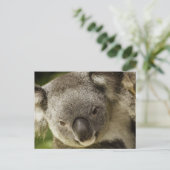 Koala Postkarte (Stehend Vorderseite)