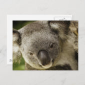 Koala Postkarte (Vorne/Hinten)