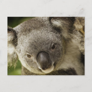 Koala Postkarte