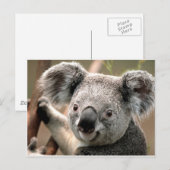 Koala Postkarte (Vorne/Hinten)