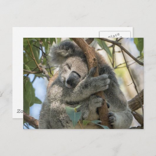Koala Postkarte (Vorne/Hinten)