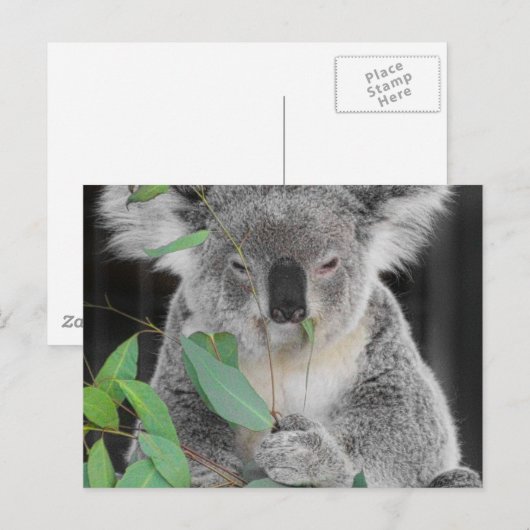 Koala Postkarte (Vorne/Hinten)