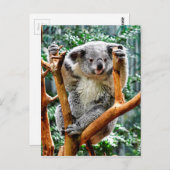 Koala Postkarte (Vorne/Hinten)